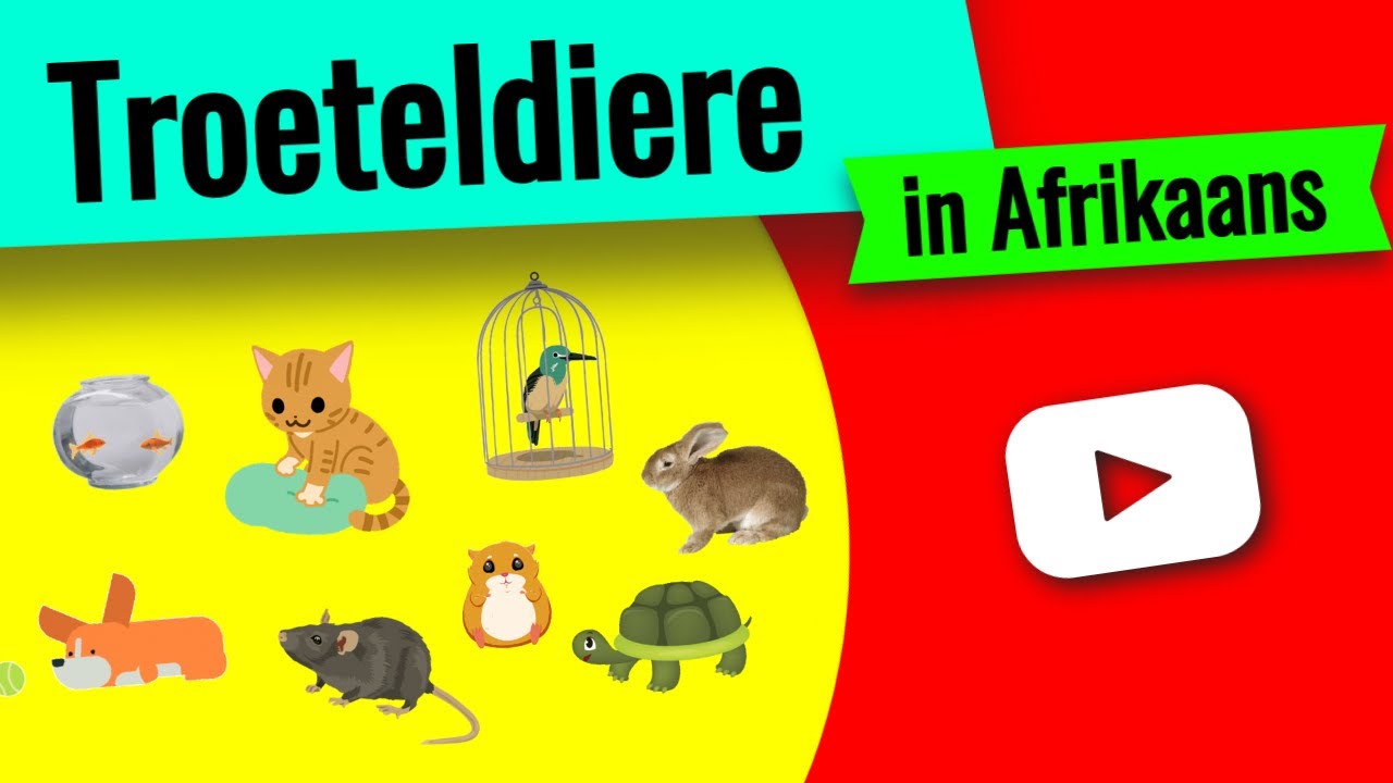 Troeteldiere in Afrikaans ▶ leer van troeteldiere!
