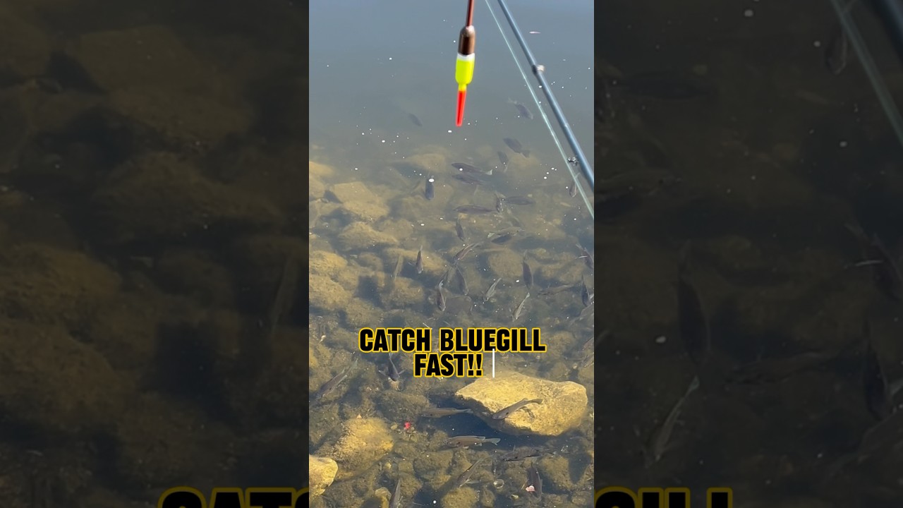 4-Step Program To Catch Bluegill FAST!! 🎣🐟 #shorts #fishing #bluegill