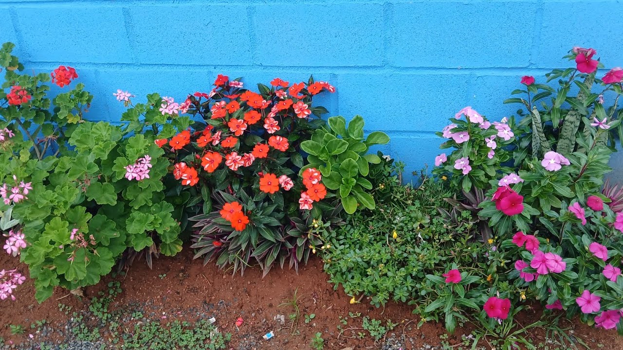 Regando as plantinhas e mostrando mais uma parte do jardim 