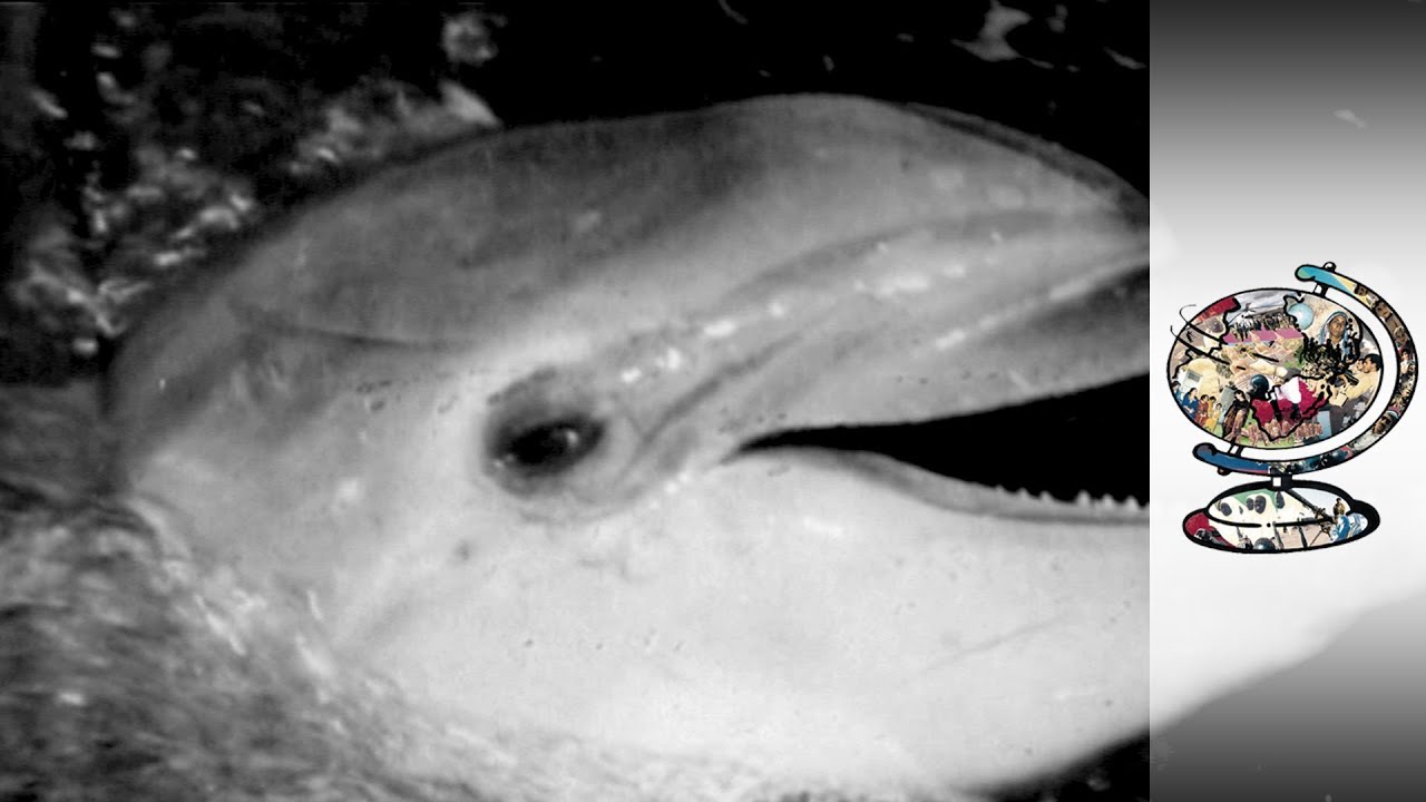 The New Ukrainian Life Of Russia's War Vet Dolphins