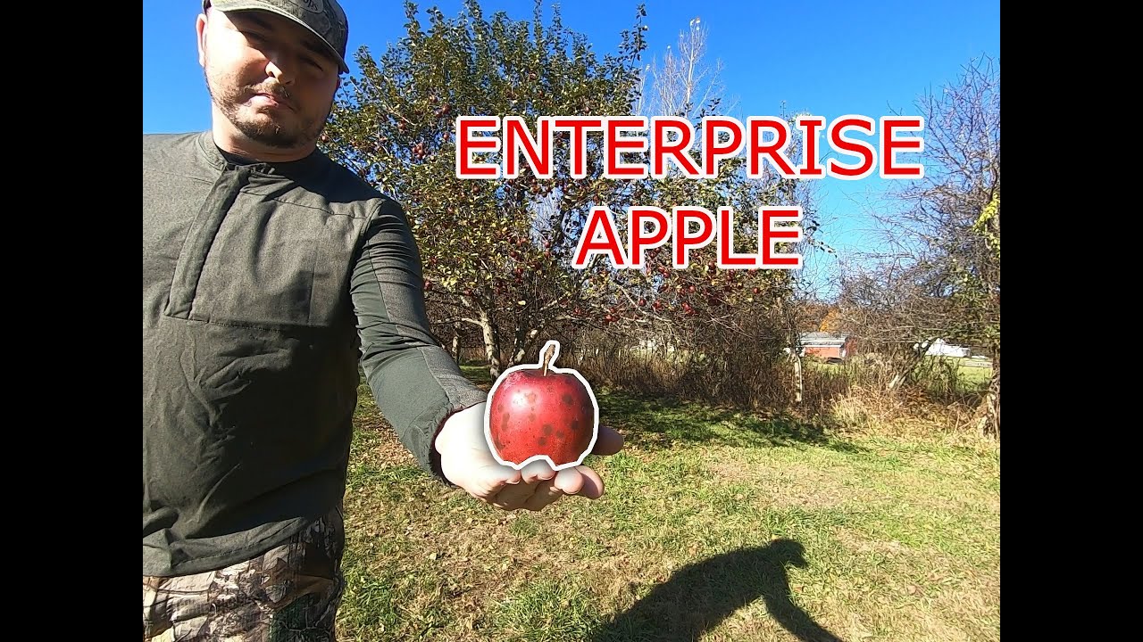 Enterprise Apple From Morse Nursery