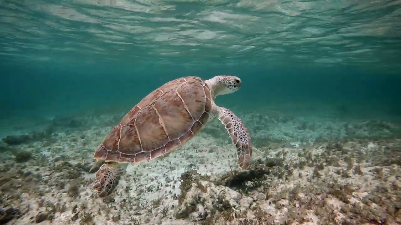 The Abaco Club on Winding Bay - Beautiful Resort with great Snorkeling - Turtles and Fish