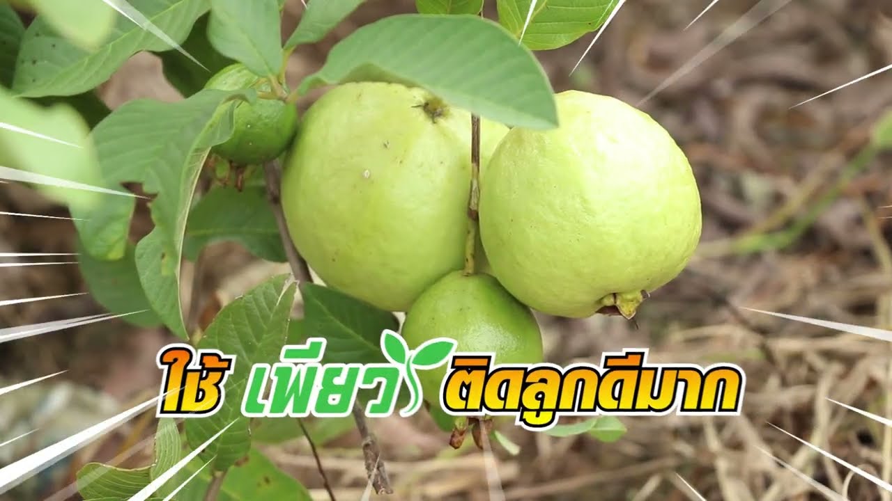 ทำสวนฝรั่ง ต้องระวังโรค-แมลงอะไรบ้าง ?
