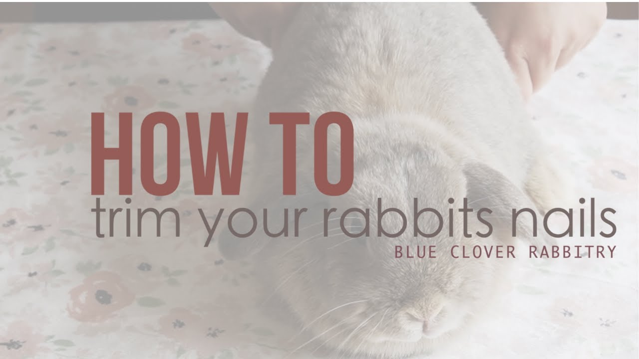How To Trim Your Rabbits Nails