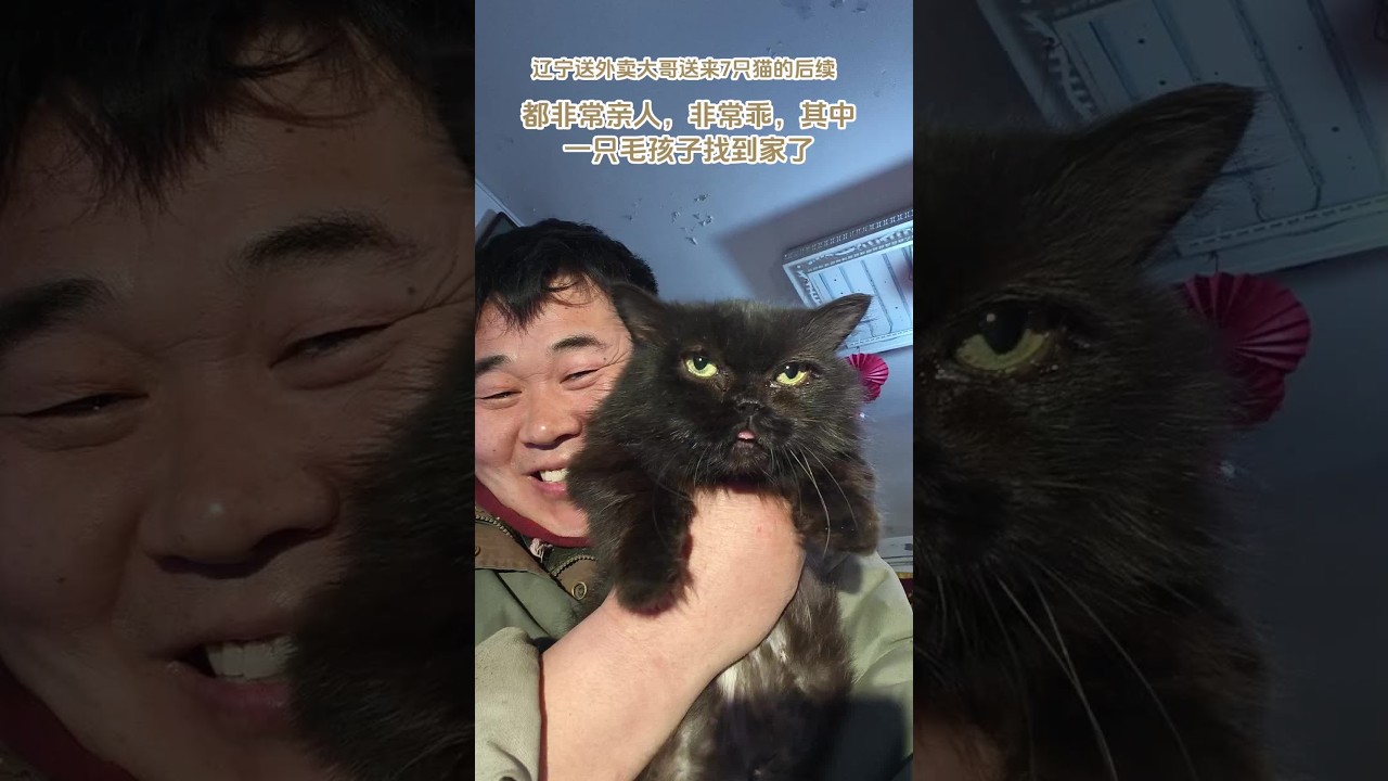 大家看看，遼寧大哥送來的7只毛孩子，其中一只找到家了！還有6只都非常乖巧，非常親人！有投眼緣的，愿意給我們一個家的，來看看吧！做愛的接力！#關注流浪動物 #領養代替購買 #給流浪貓……，W