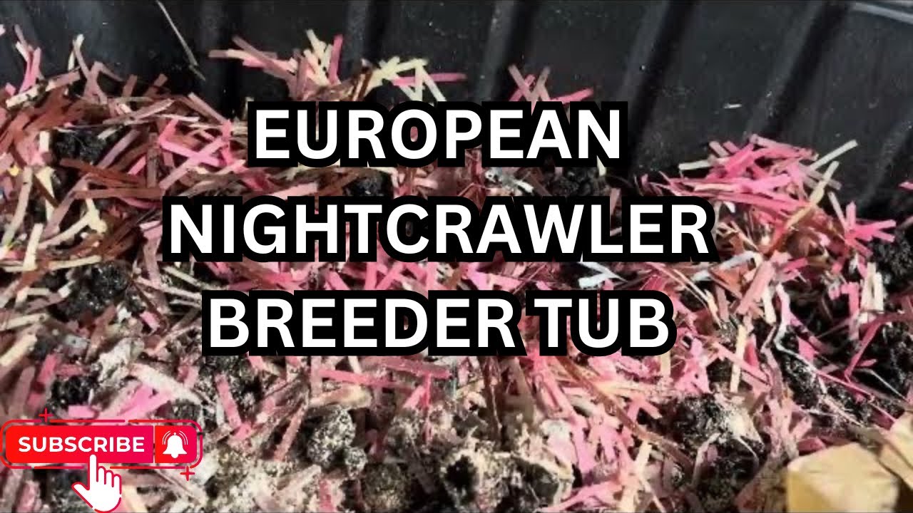 Giant European Nightcrawler Breeder tub #wormfarm #vermicompost #compost