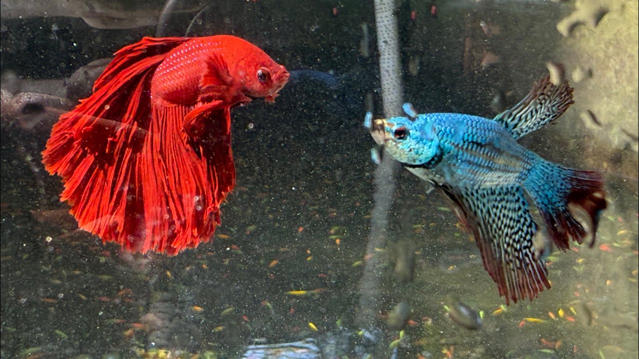 Pez betta alien vs pez betta super red lo nuevo