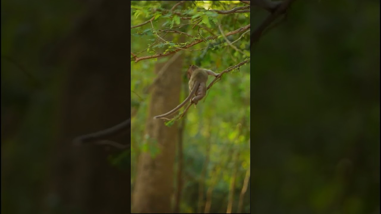 Baby monkey happy time communication with population on world #monkeyfamily   #babymonkey