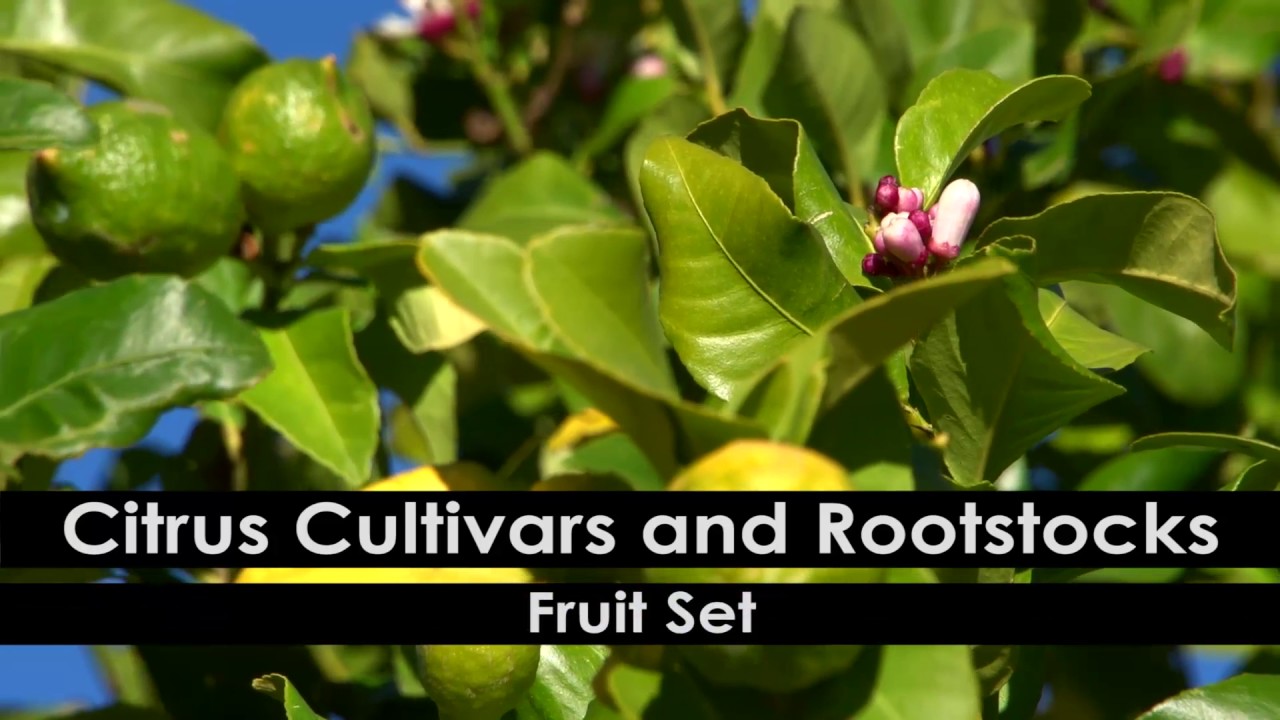 Citrus Pruning: 1. Pruning Principles