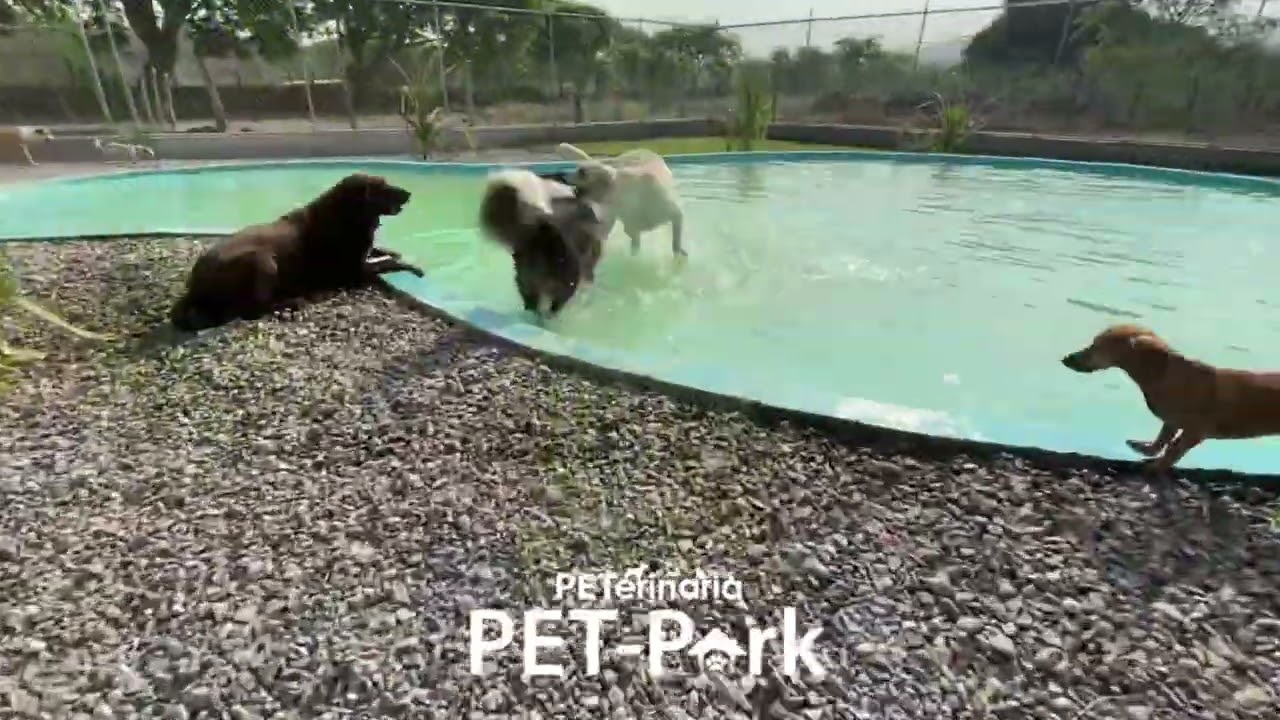 Hotel para Mascotas en Puerto Vallarta en PET Park PETerinaria