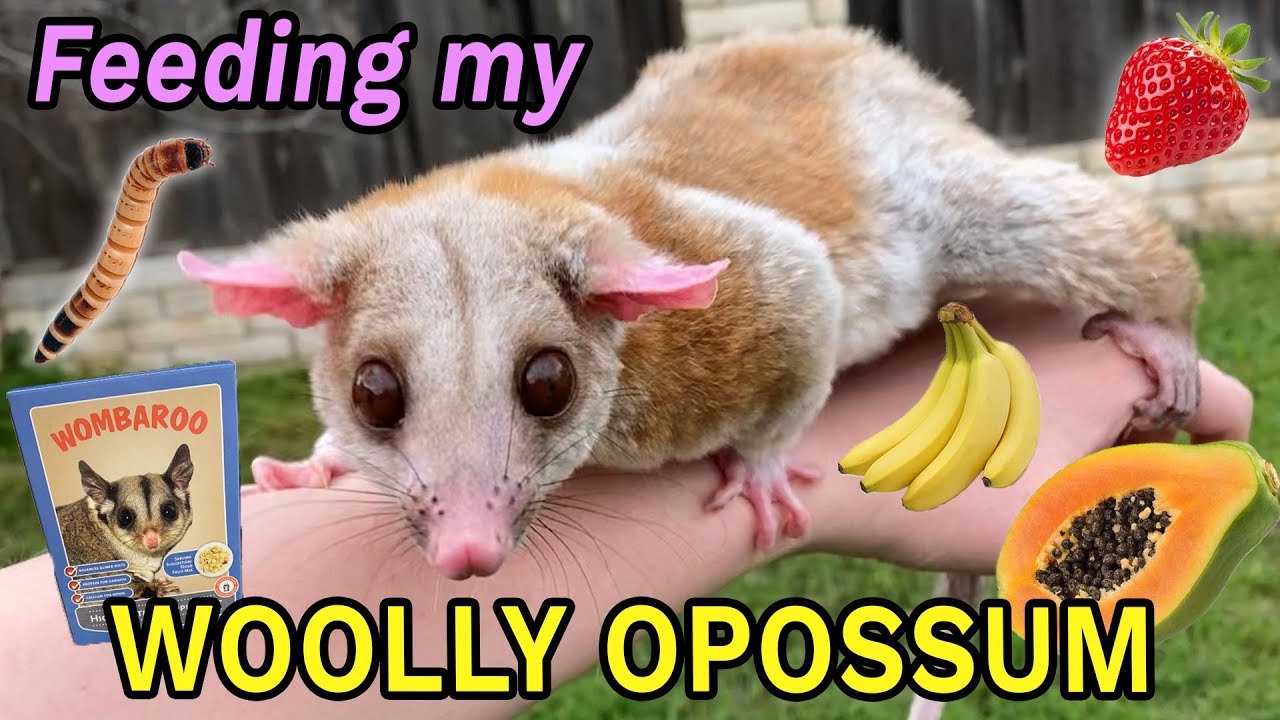 Feeding My Pet Opossum (Opal the Woolly Opossum)