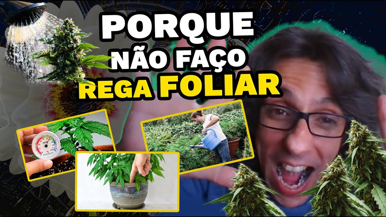 REGA FOLIAR NA FASE DE FLORA&Ccedil;&Atilde;O? FOTOPERI&Oacute;DICAS E AUTOM&Aacute;TICAS JUNTAS? ESPA&Ccedil;O DE SECAGEM CASEIRO !!!