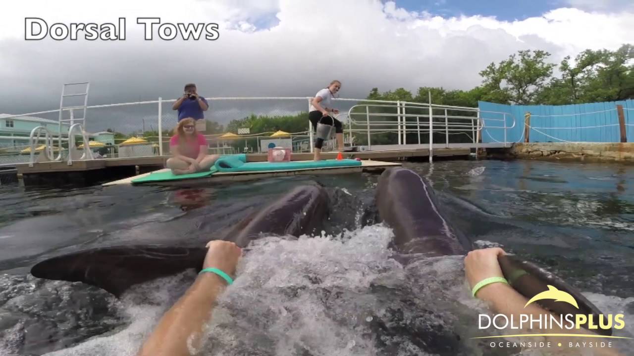 Dolphins Plus Structure Swim