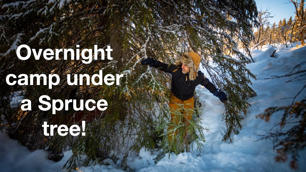 Sleeping under a Spruce tree - Solo overnight winter camp