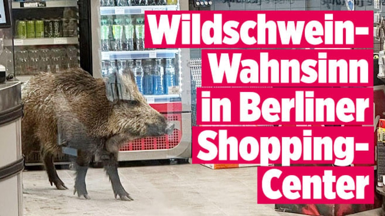 EINSATZ IN KÖPENICK: Wildschwein läuft durch Berliner Discounter – Polizei räumt Einkaufszentrum