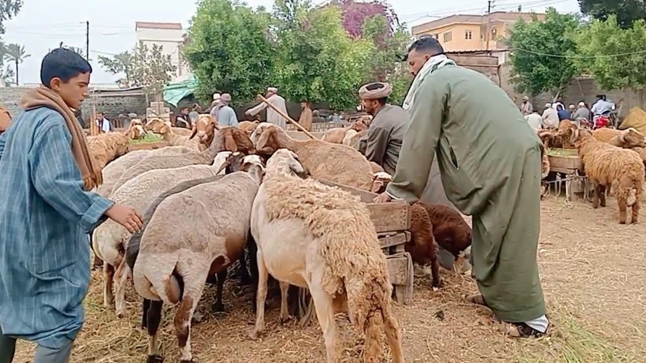 اسعار الاغنام والخرفان اللحم الضاني في سوق التوفيقيه بحيره