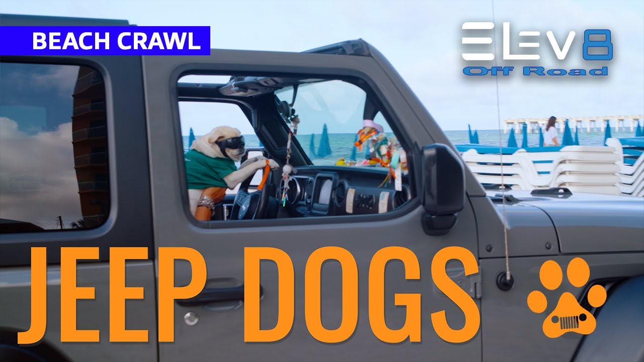 Jeep Dogs at the Beach Crawl