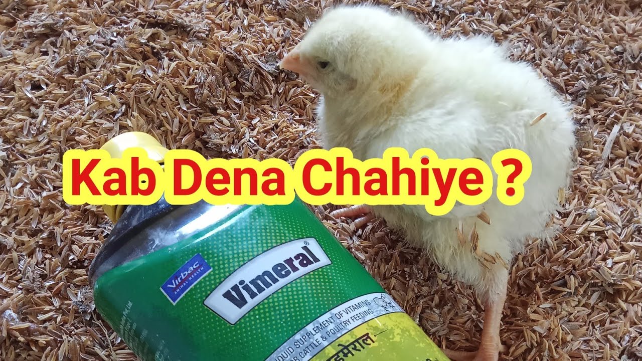 1st poultry vlog ॥ vimeral kab dena chahiye