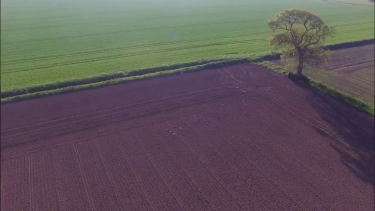 Pigeon Shooting With drone