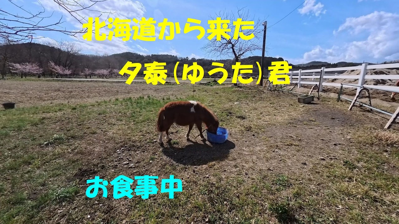 ロッキーと牧場の仲間たち、北の国から来た子達もご紹介。いつもより少し長めの動画