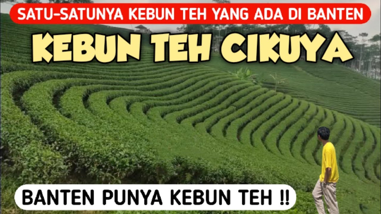 BANTEN punya PERKEBUNAN TEH Yang luas dan Sejuk  ! KEBUN TEH CIKUYA LEBAK BANTEN