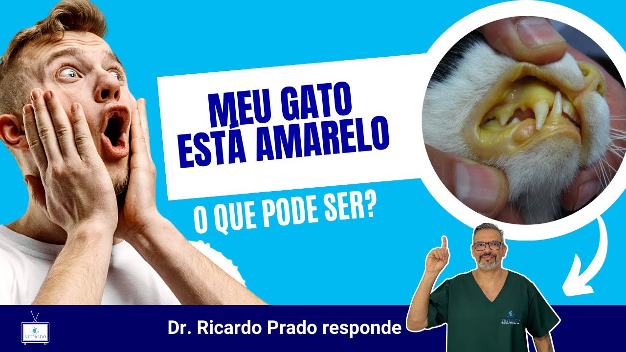 VET RESPONDE: Meu GATO ESTÁ AMARELO! O que pode ser?