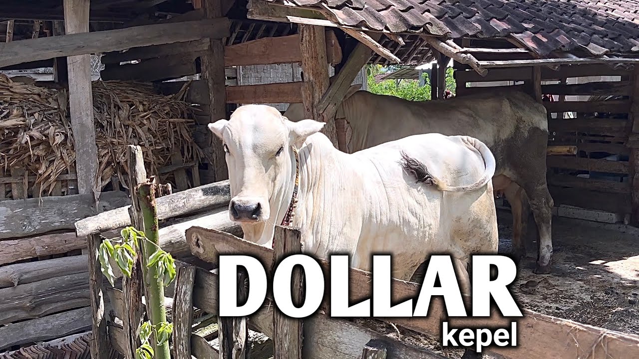 PEDET DOLLAR/KEPEL YG SUDAH DEAL SEKARANG
