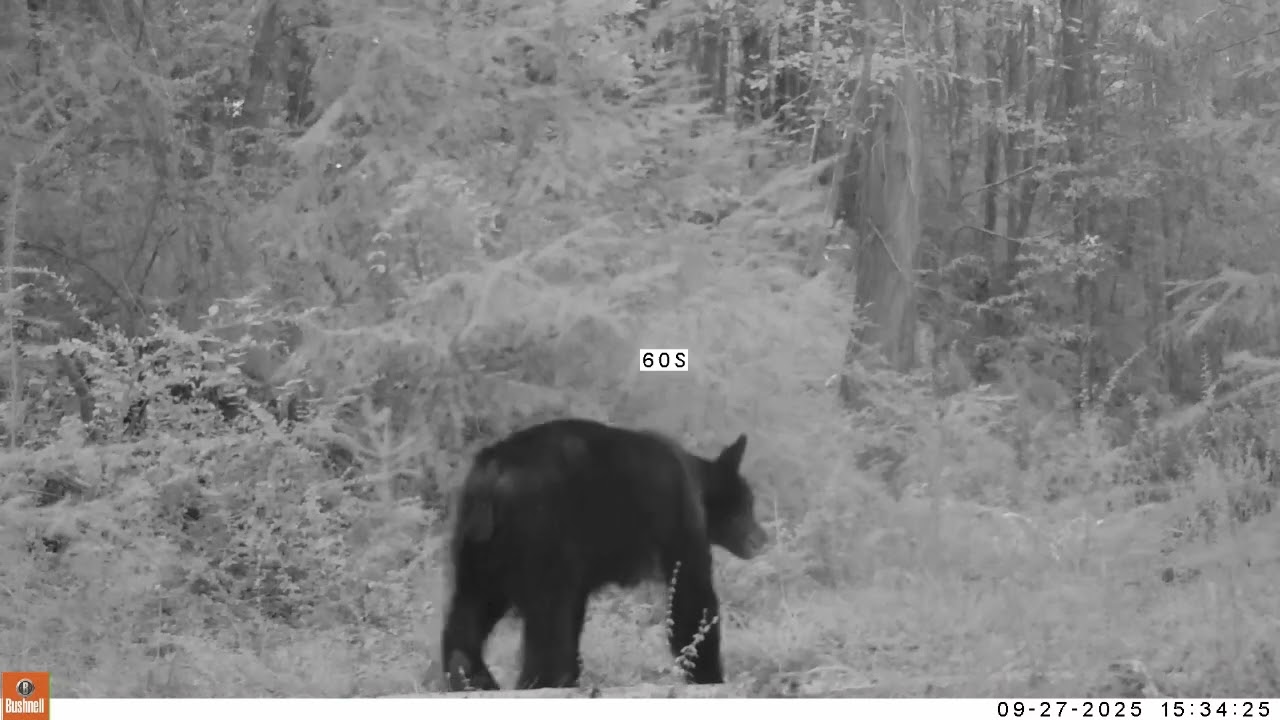 Bears and Other Wildlife Along a Trail