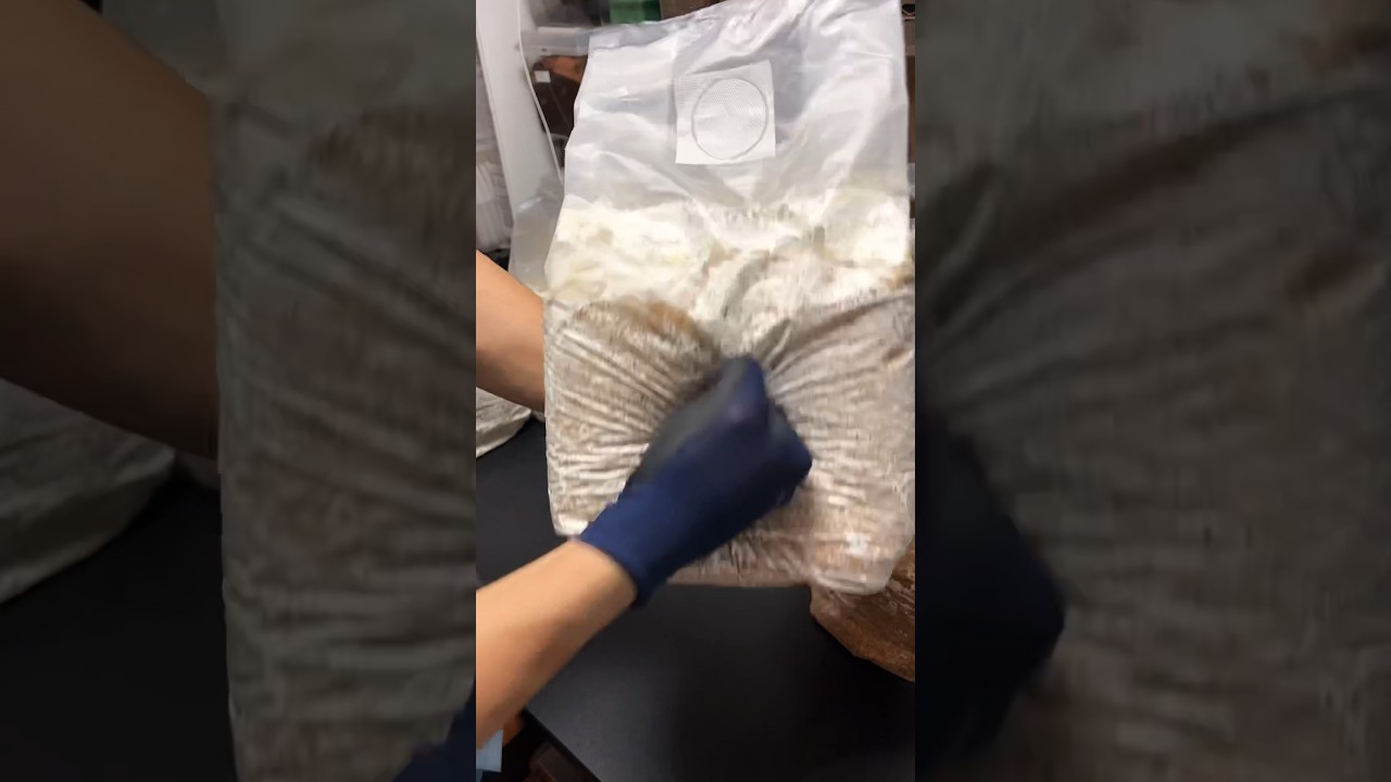 【節約】菌糸瓶を詰める方法 