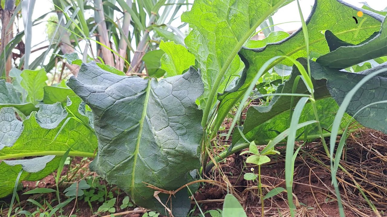Empowering Communities through Regenerative Farming: Jangu International Agroforestry Farm's Journey