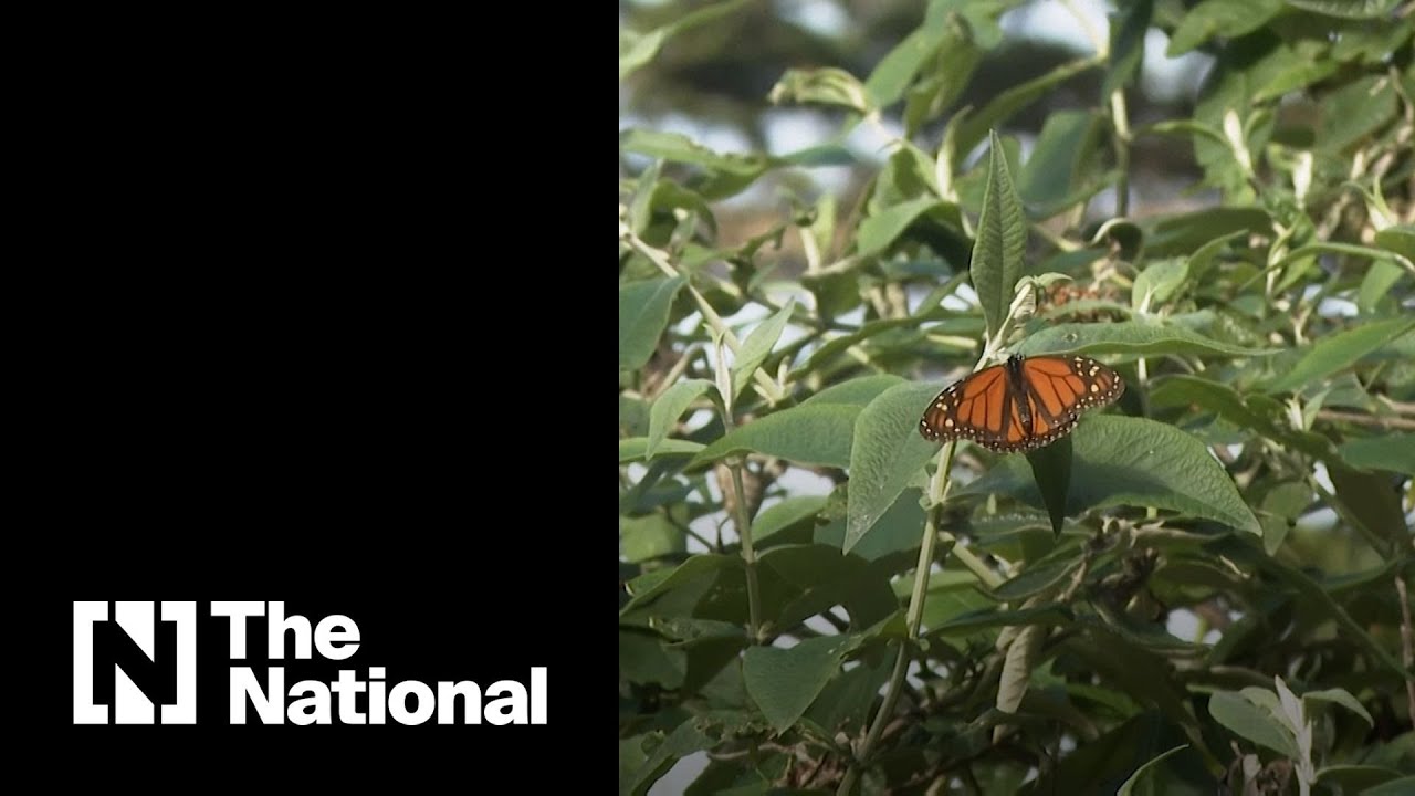 An estimated 50,000 western monarch butterflies return to California after sharp decline last year