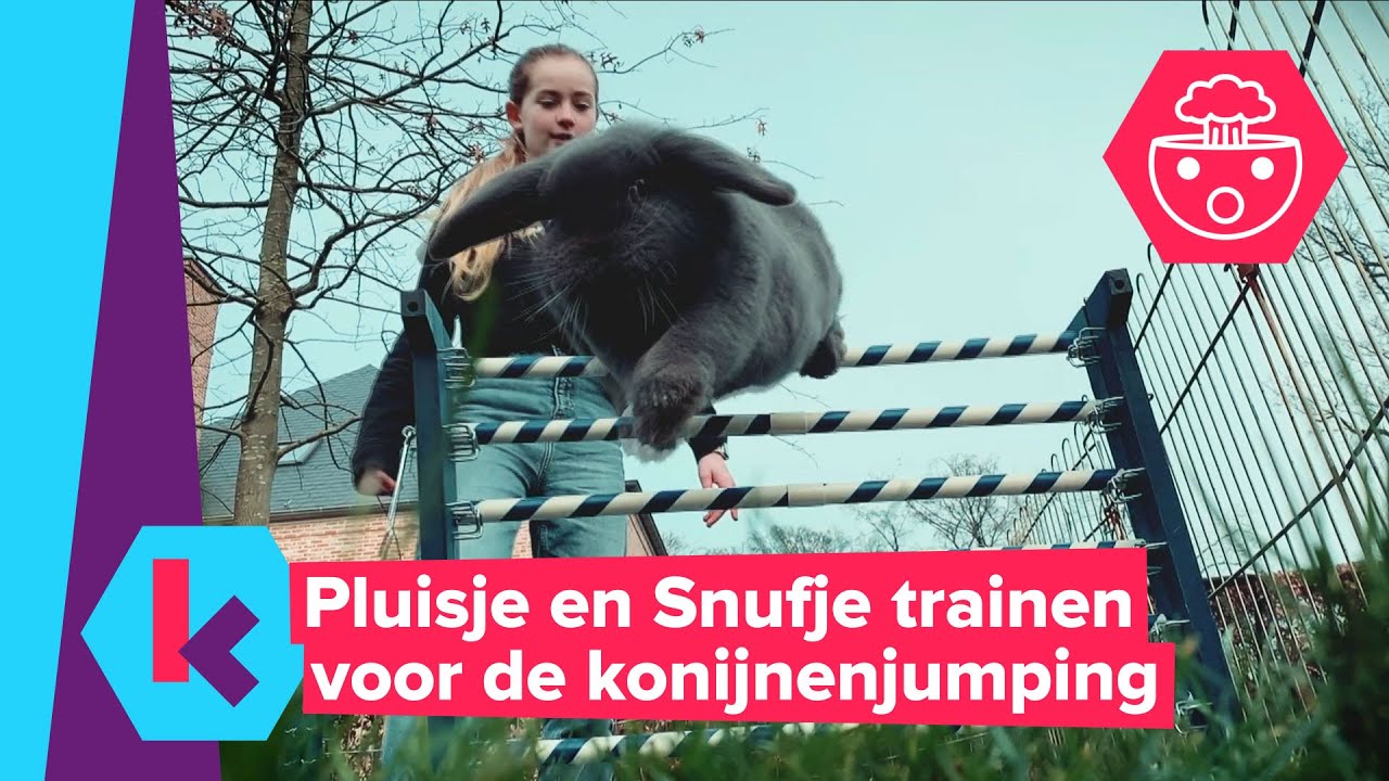 konijnen trainen voor de allereerste konijnenjumping in Belgi&euml;