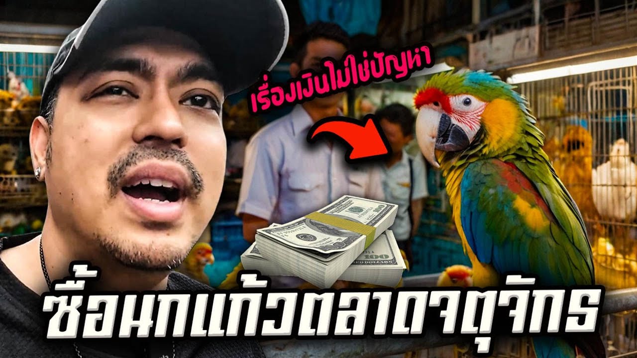 พี่เชนท์ซื้อนกแก้วที่ตลาดสัตว์เลี้ยงจตุจักร หมดเงินไปหลายบาท..