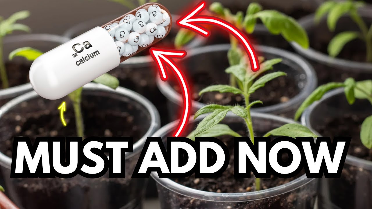 The Importance of Calcium for Plants | Why Calcium is Crucial During the Seedling Stage 🌱