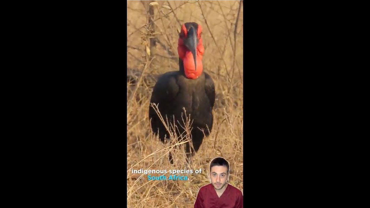 Not Only Feathers! The importance of Featherless Spots