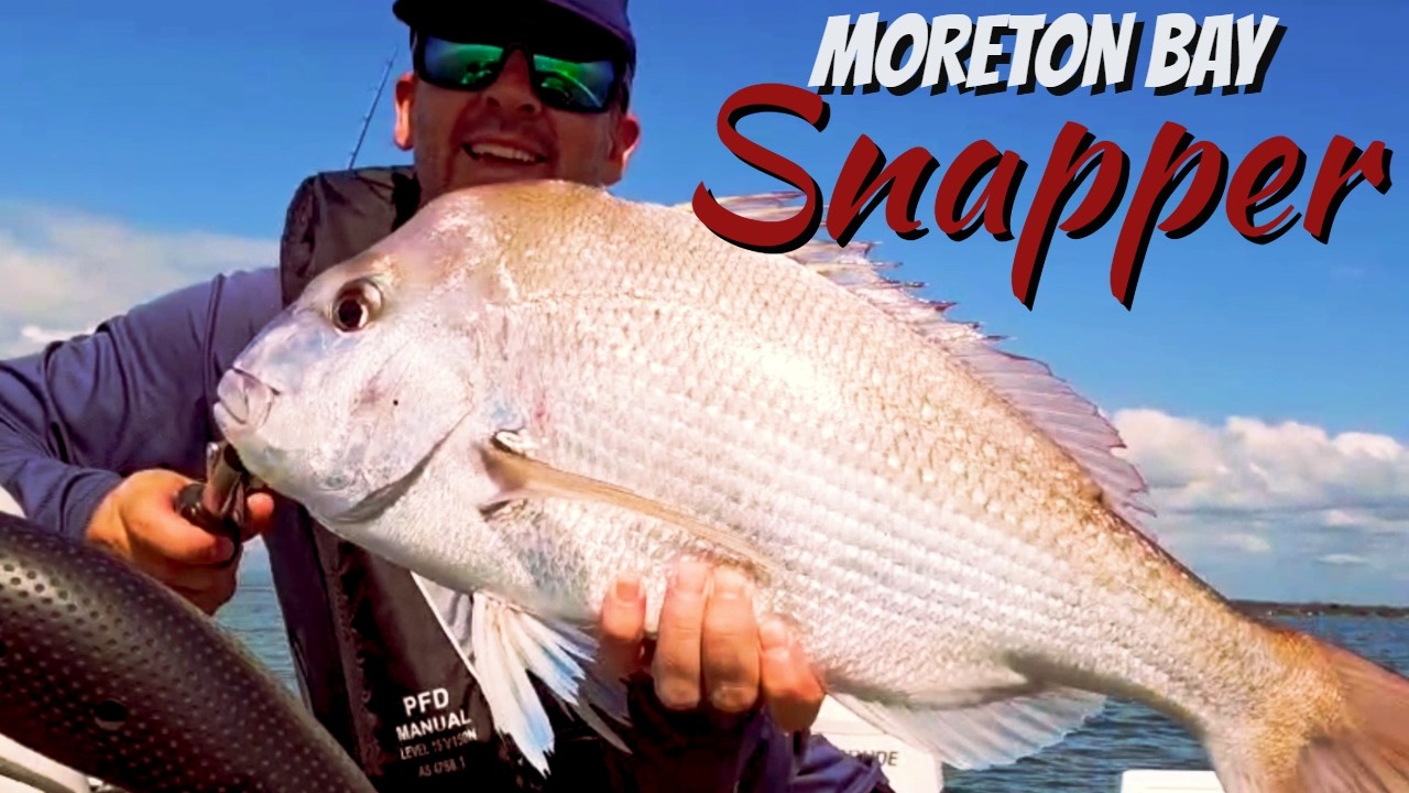 Крупный окунь из залива Моретон — на мелководье.