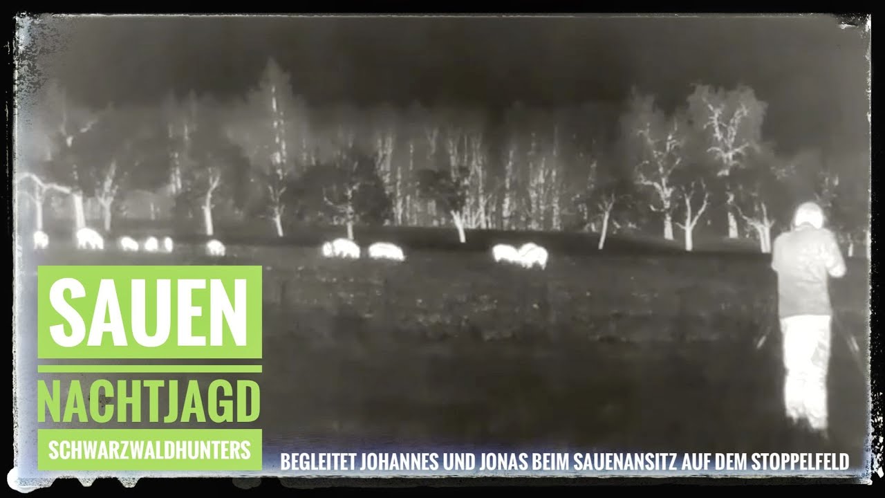 Schwarzwild | Nachtjagd | Sauen ohne Ende | Ansitz am Stoppelacker | Schwarzwaldhunters