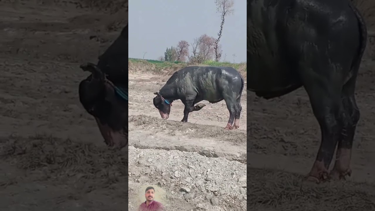 Big beautiful buffalo angry mood buffalo for fighting in Punjab #ytshorts #big #buffalo #farming