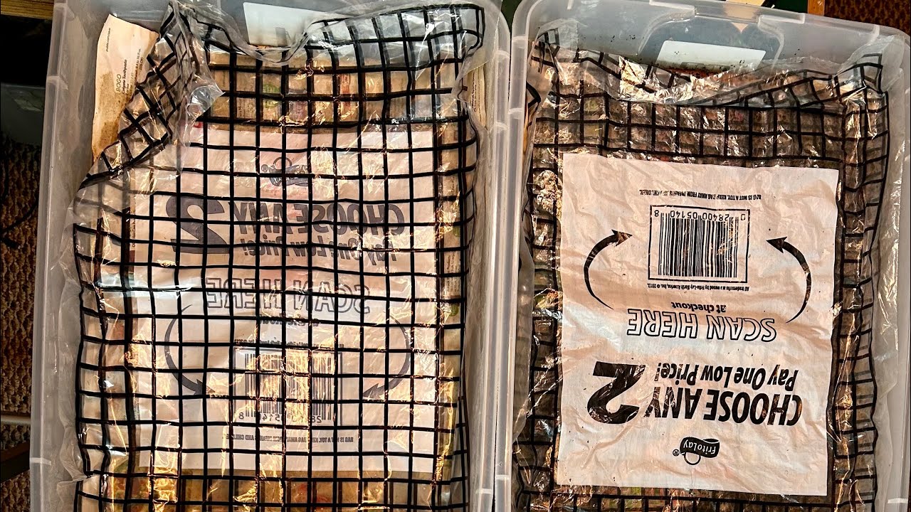 Worm Lifecycle in a Bin Management System