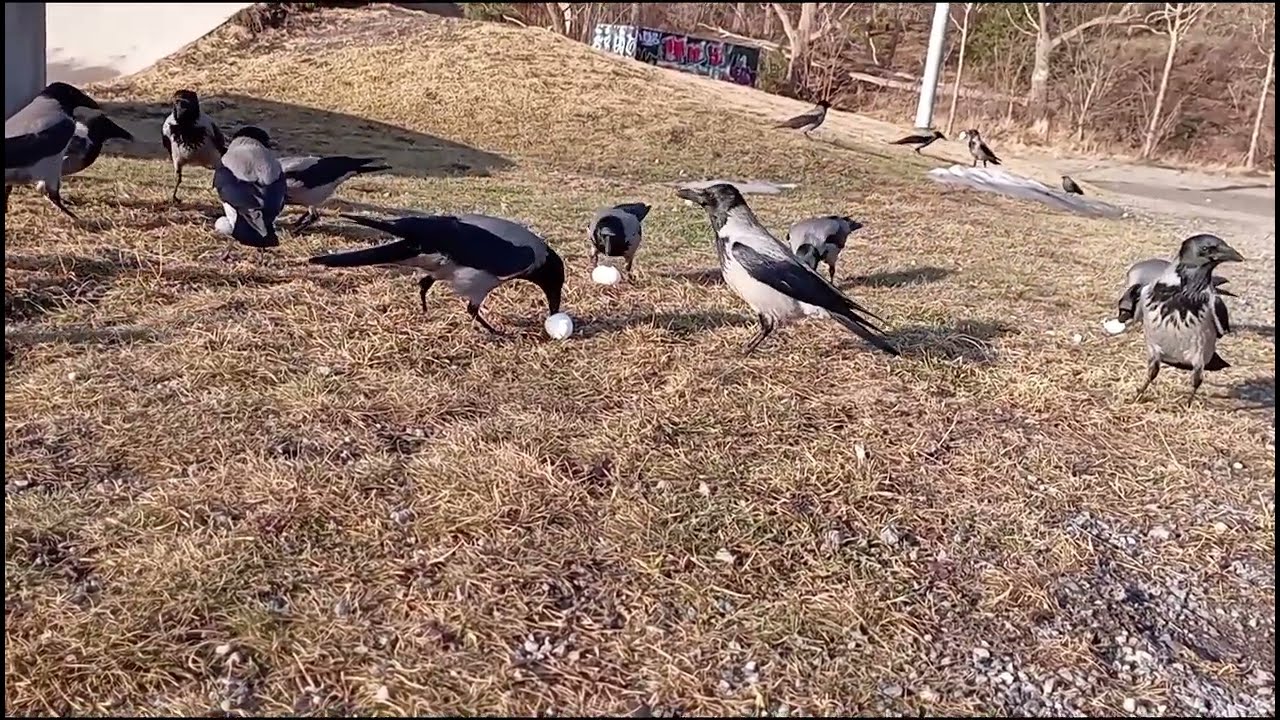 CROWS ENJOY A FAVORITE DISH IN THE SUN 🌞