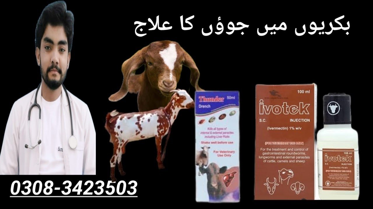 bakri ke bacche ki deworming kab karni chahie |  bakri ki deworming karne ka tarika
