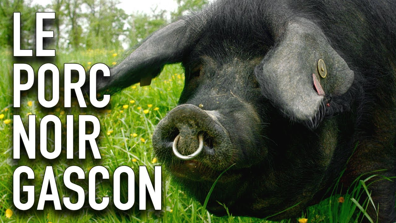 Le porc noir Gascon - Portrait YouCook