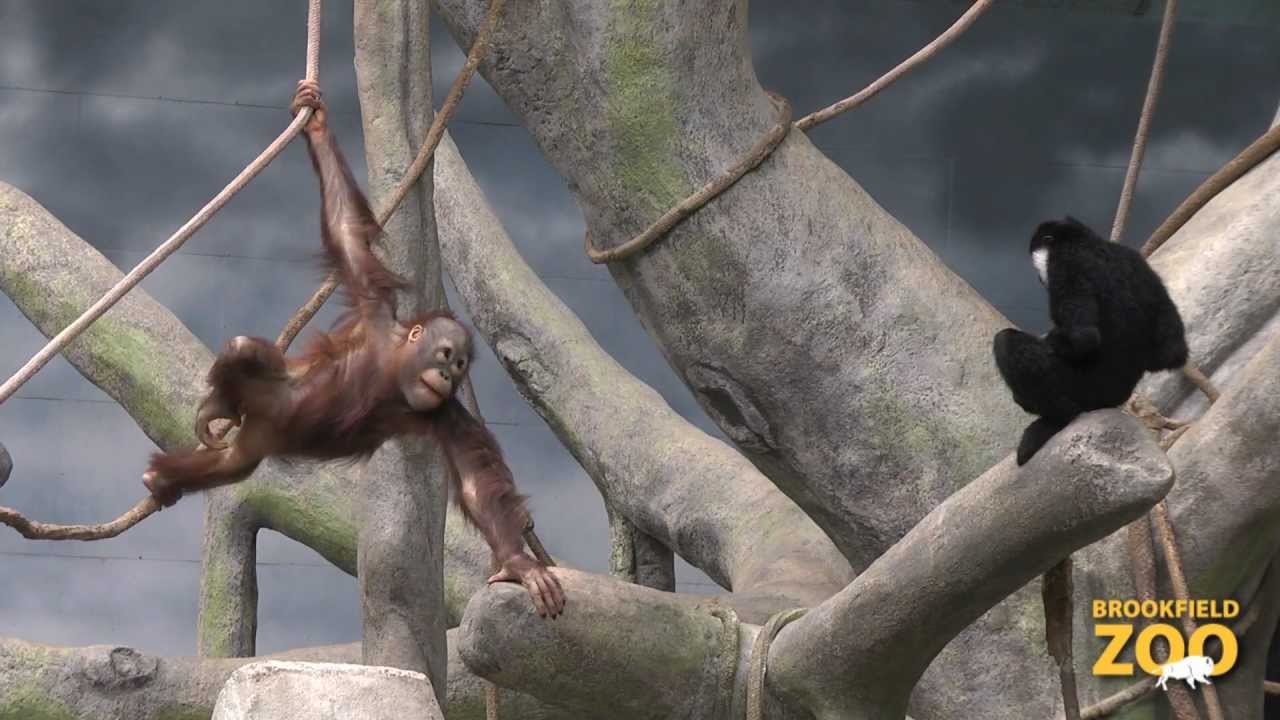 A Unique Friendship in Tropic World
