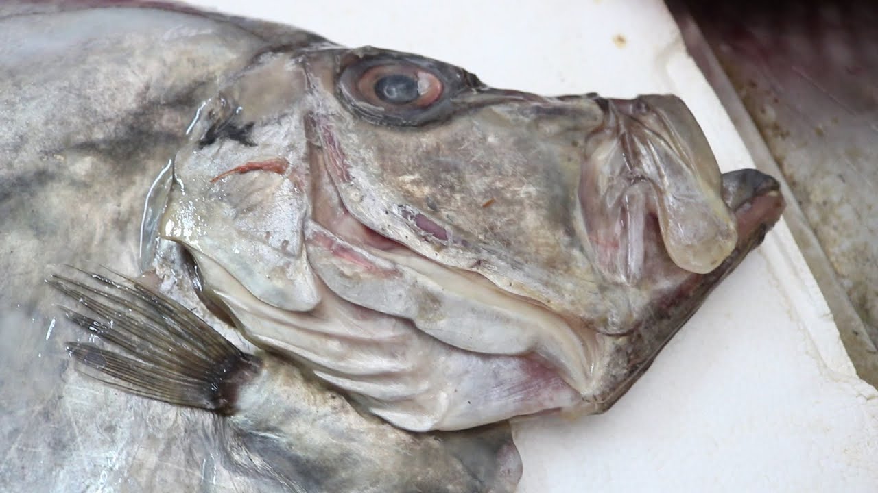 Huge JOHN DORY FISH Cleaning and Skinning and Filleting