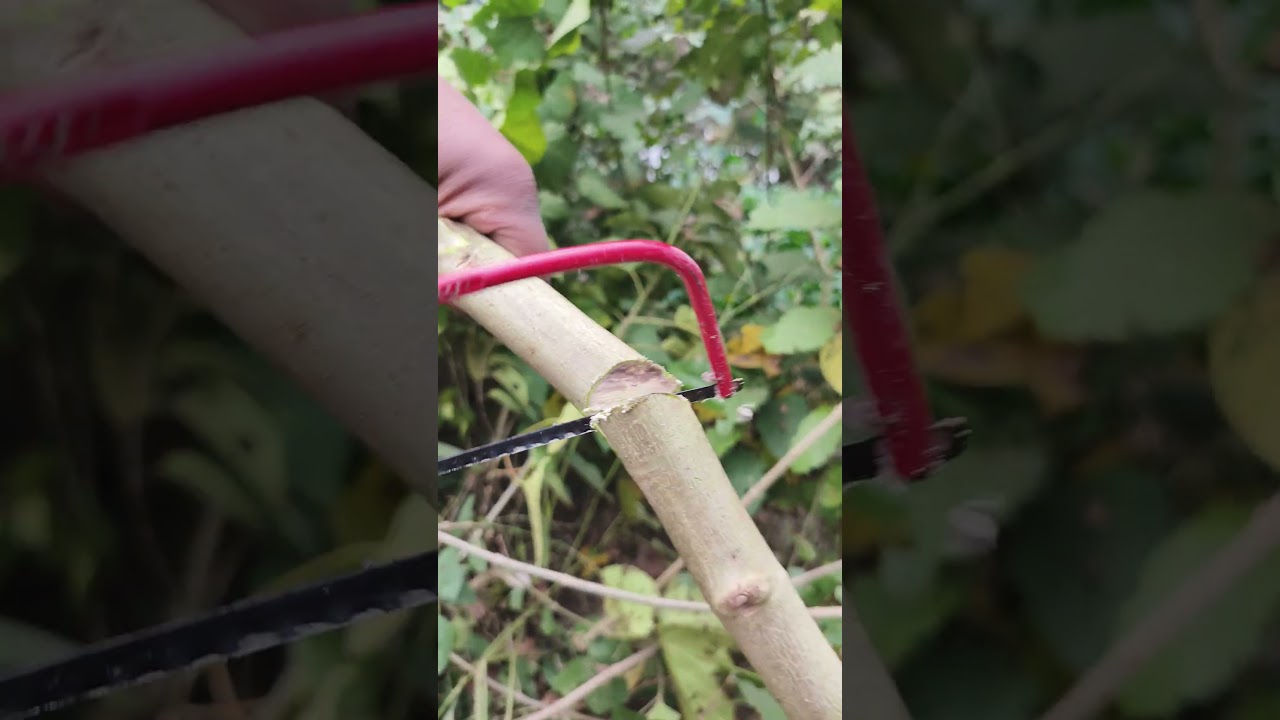 Learn Tree Cutting Properly 