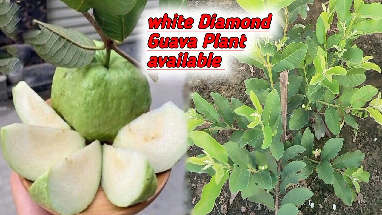 white diamond guava full information white diamond guava Plant Contact : 8170982304