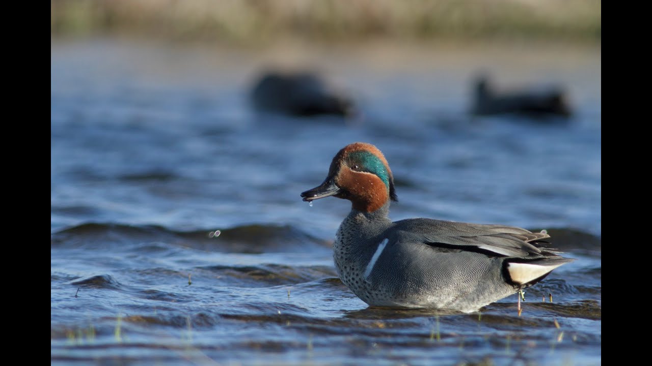 Wetland Birds