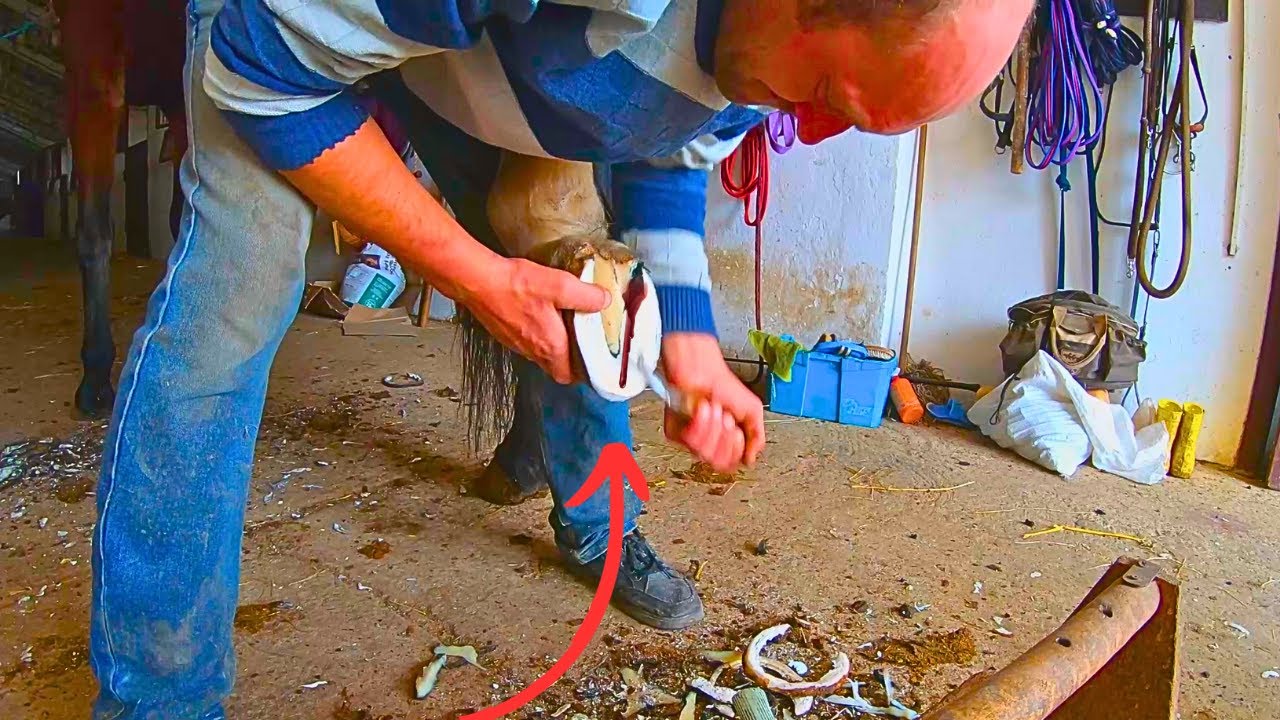 Blood From This Hoof! This Master Made his First Mistake! How to Fix it?