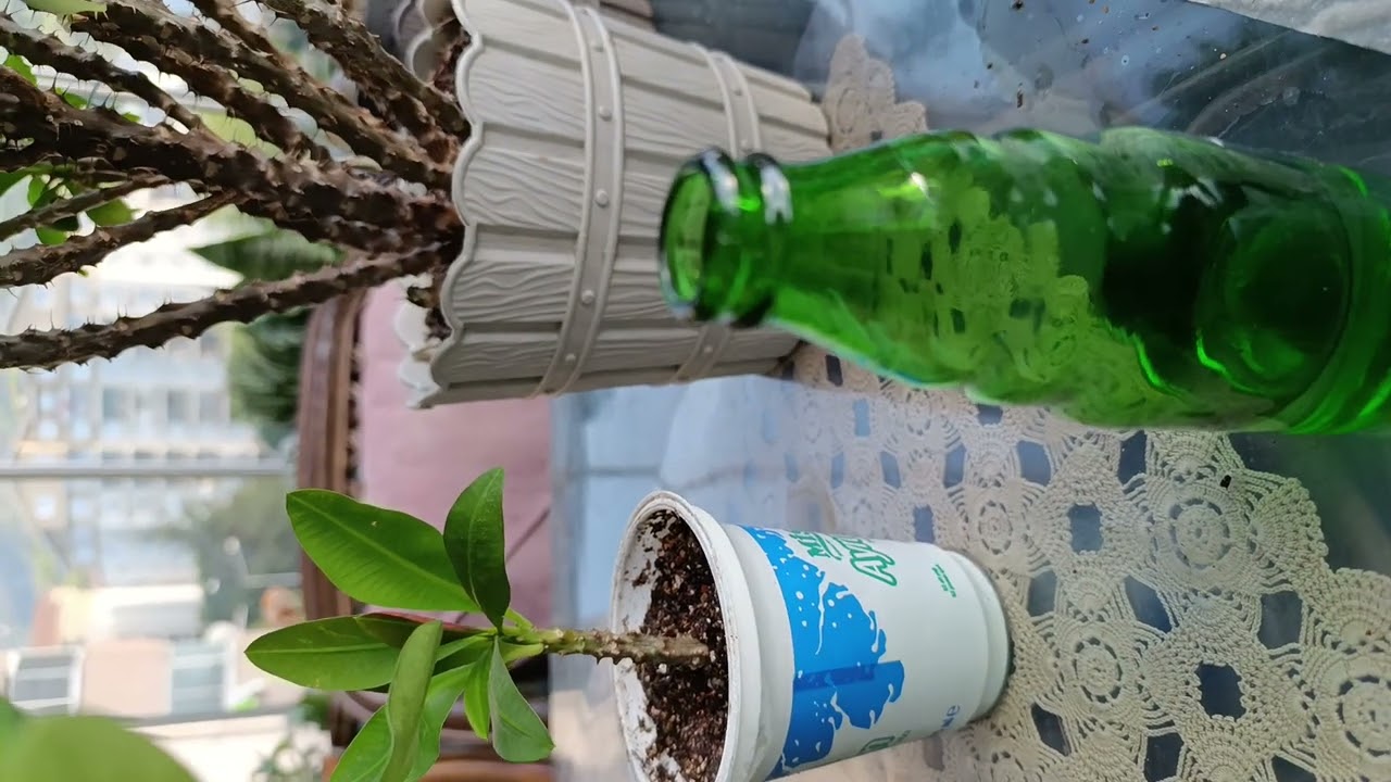 Dikenler Tacı Çiçeği Üretimi ve Bakımı Bu Kadar Kolaydır ‼️