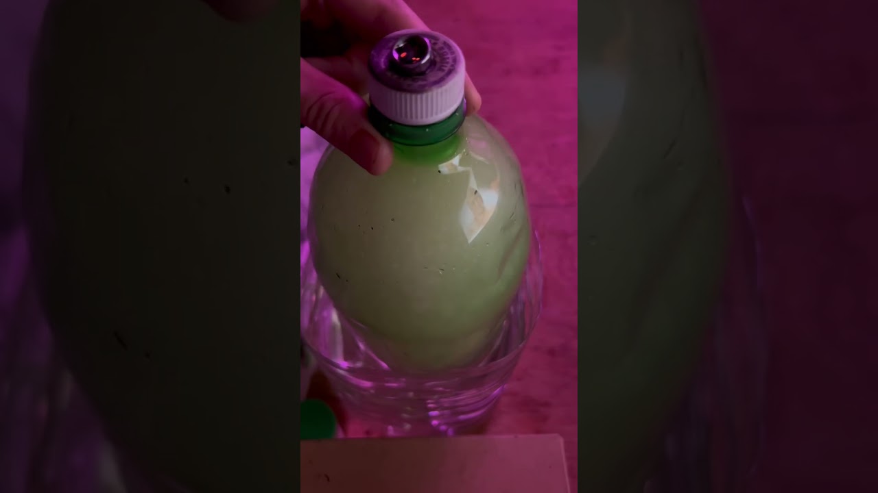 Homemade gravity bong video dropping soon! Like and subscribe 🙏🍃 420 content consistently!